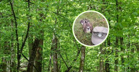 Siedział w trawie na poboczu. Mężczyzna zadzwonił po pomoc. Leśnicy: prosimy
