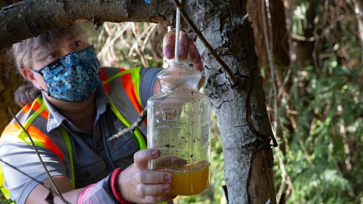 Jenni Cena, amerykański biolog z WSDA (Washington State Department of Agriculture), zastawia pułapki na szerszenie azjatyckie.