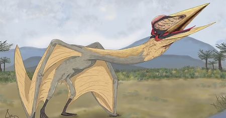Przełomowe odkrycie. Znaleźli szczątki gigantycznego pterozaura