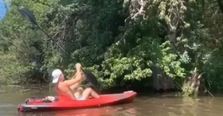 Kajakiem w rój owadów. Chciał się popisać, szybko pożałował