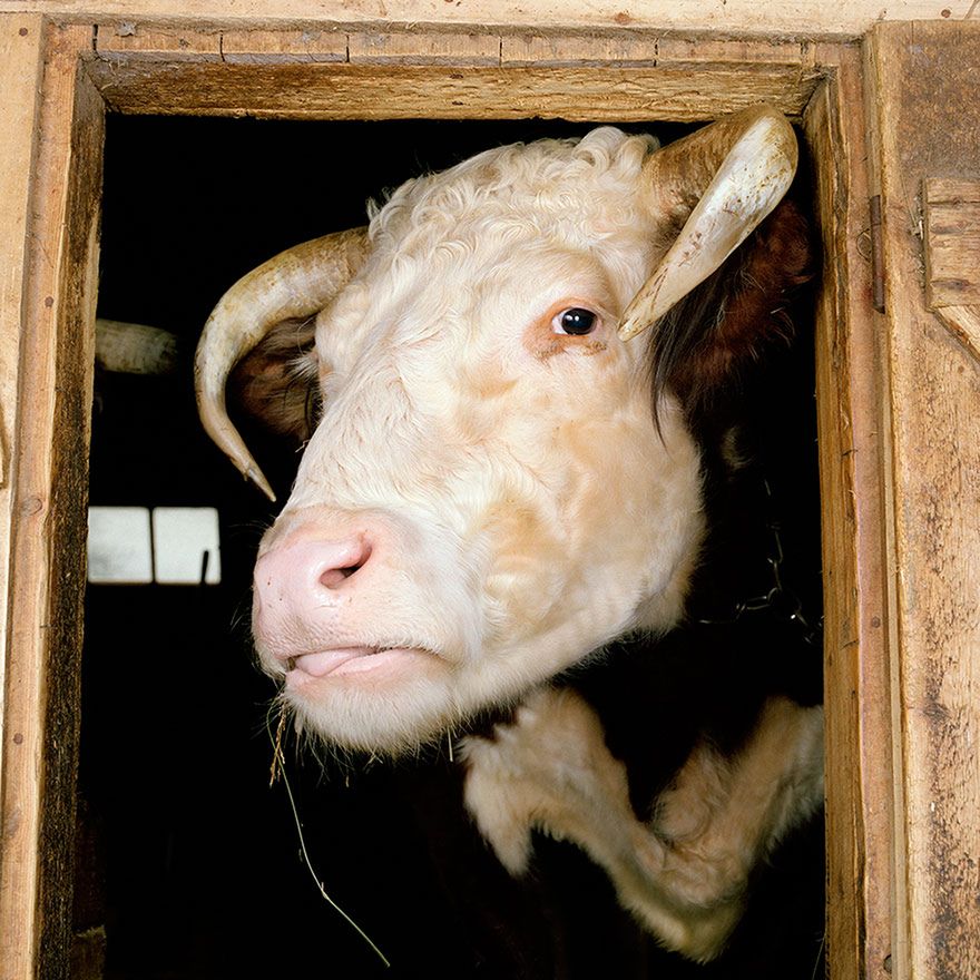 Stary MacInnis farmę miał, czyli piękne zdjęcia zwierząt hodowlanych 10