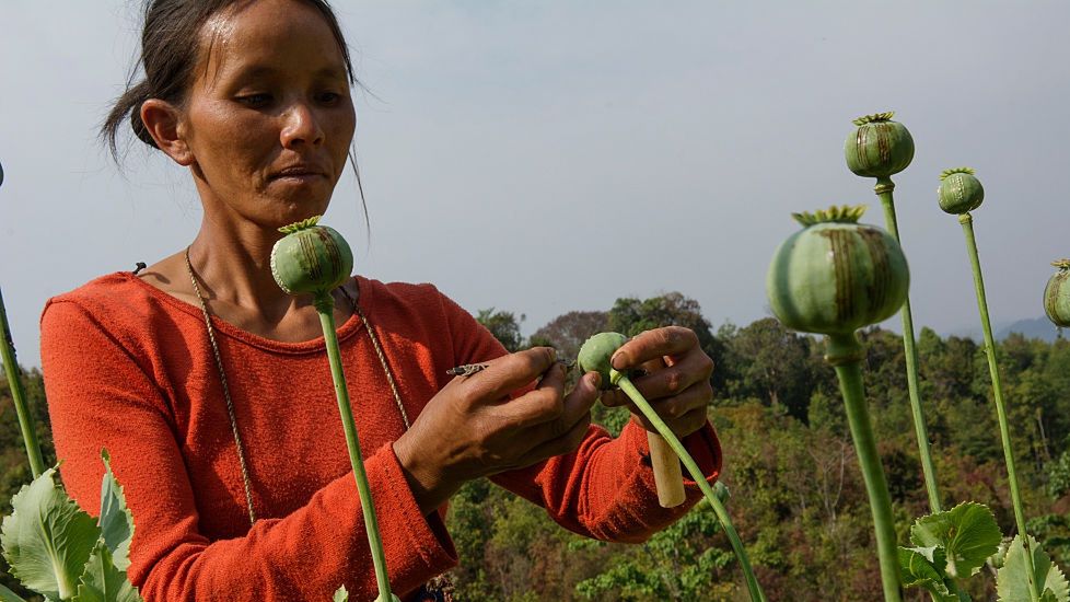 Kobieta drapie makówki,  aby wydobyć surowe opium 