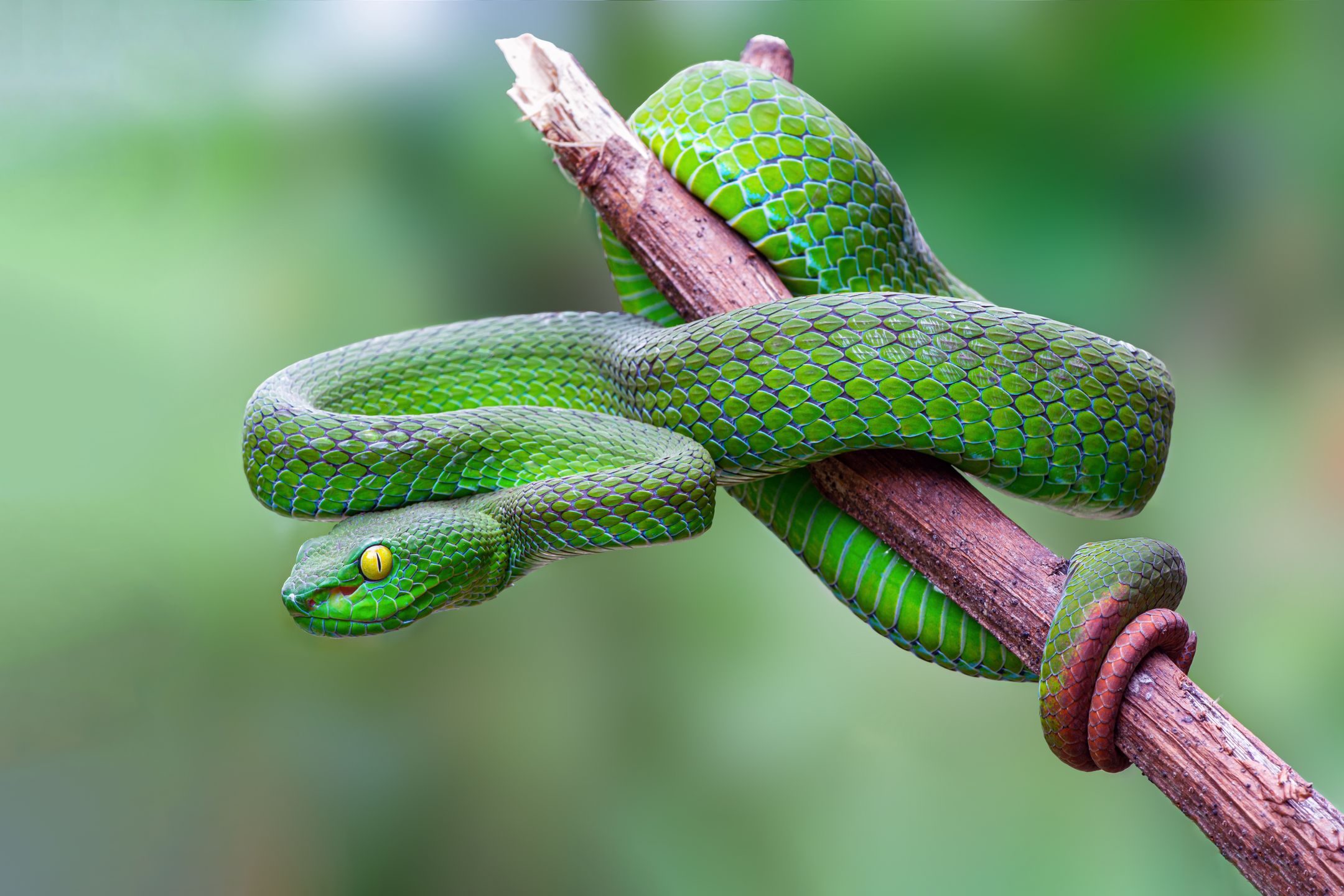 Large-eyed Pit Viper or Trimeresurus macrops, beautiful green snake coiling resting on tree branch with green background , Thailand.
NARUPON NIMPAIBOON
Thailand, Viperidae, adder, animal, asia, asian, background, beautiful, behaviour, bite, branch, closeup, coils, coldblooded, color, colorful, creature, danger, dangerous, detail, exotic, fauna, flake, forest, green, herpetology, hunter, jungle, macro, nature, outdoor, pit, poison, predator, reptile, resting, serpent, snake, toxic, tree, tropical, twig, venom, venomous, vertebrate, vibrant, viper, wild, wildlife, zoology