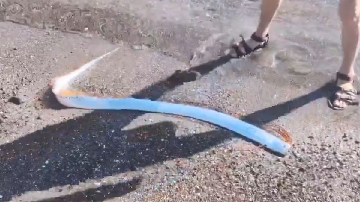 Wstęgor królewski w Meksyku