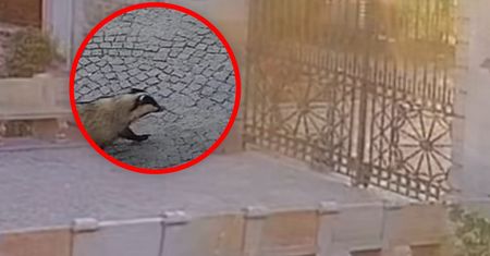 Niespodziewany gość w Wilanowie. Wszystko się nagrało
