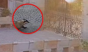 Niespodziewany gość w Wilanowie. Wszystko się nagrało
