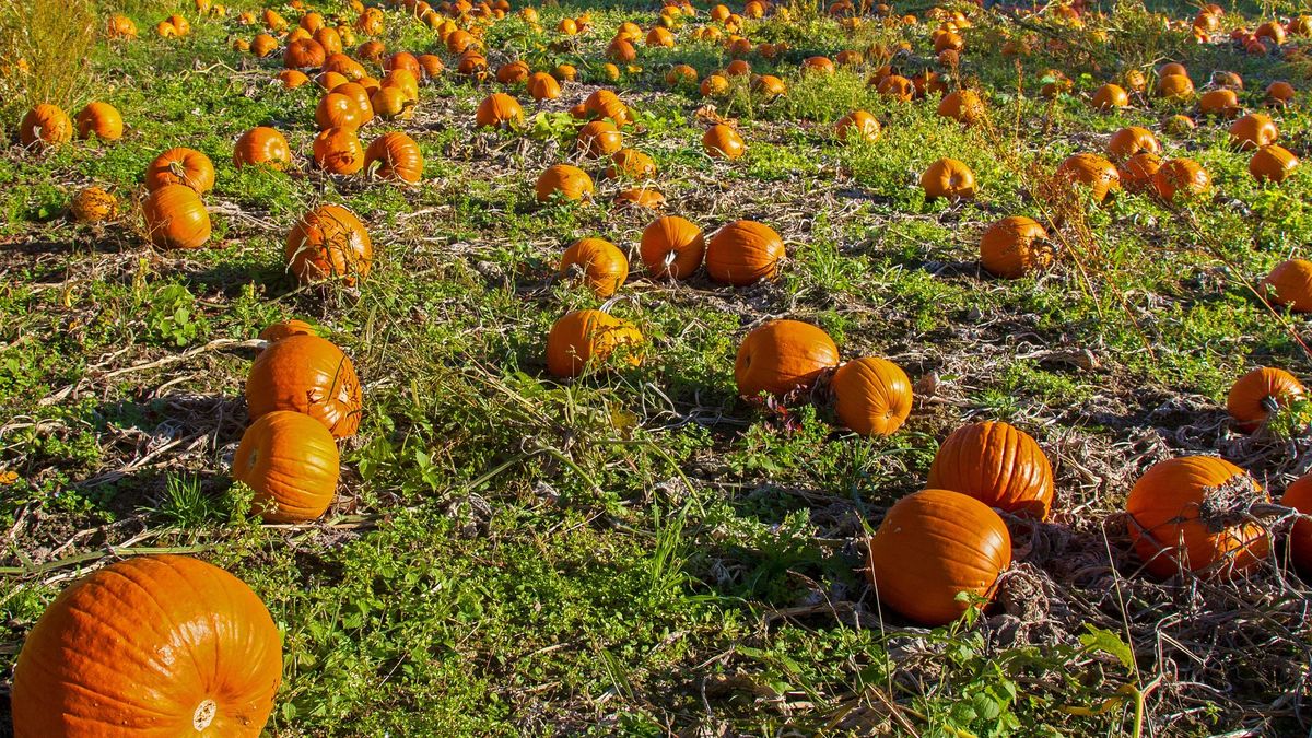 Jesienna atrakcja dla zwierząt 