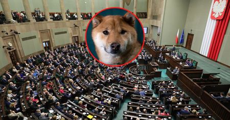 Zasadzka dziennikarska na posłów. Kompromitujące zachowanie
