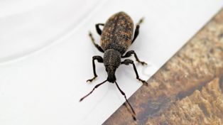 Dziury na brzegach liści? To nie ślimaki. Prawdziwy niszczyciel atakuje nocą