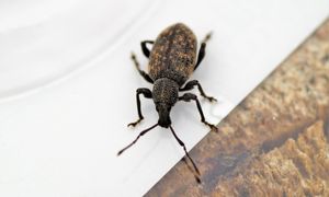 Dziury na brzegach liści? To nie ślimaki. Prawdziwy niszczyciel atakuje nocą