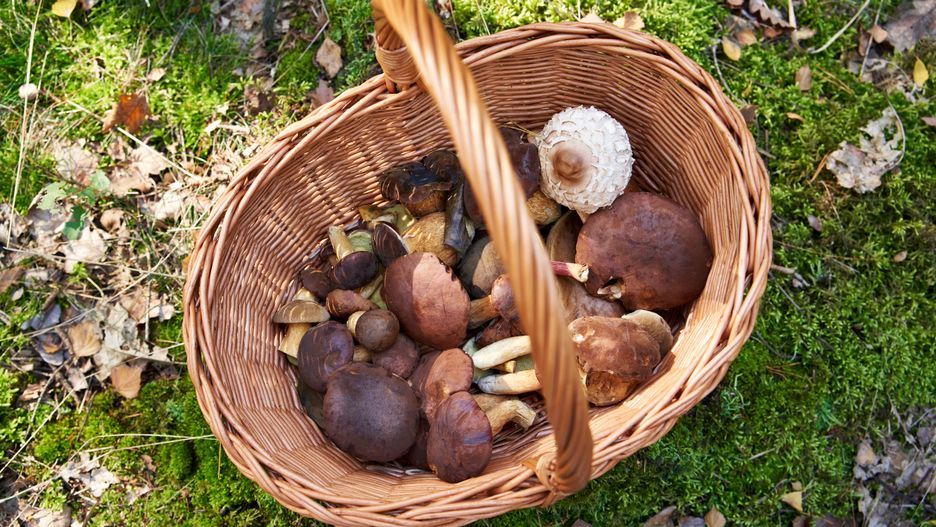 Nadchodzi jesień, więc ruszamy na grzybobranie