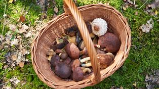 Łódź: Wycieczki piesze, grzybobranie, wyprawy na rowerze. Co robić w weekend 11 i 12 października
