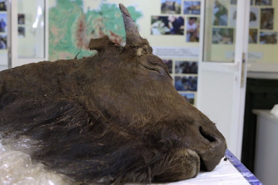 Znaleźli szczątki bizona sprzed 8 tys. lat. Chcą go sklonować
