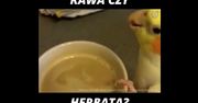 Kawa czy herbata? (WIDEO)