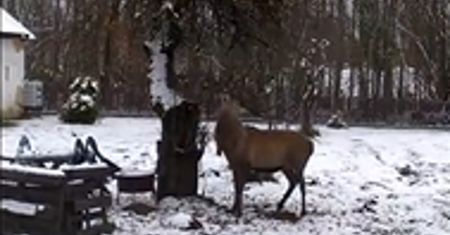 Leśnicy tego się nie spodziewali. Pokazali nagranie