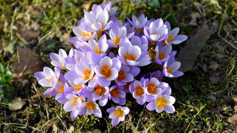 Pogoda. Wrocław. 25 lutego 2021 - ostatni tak upalny dzień. Wiosna wróci w marcu