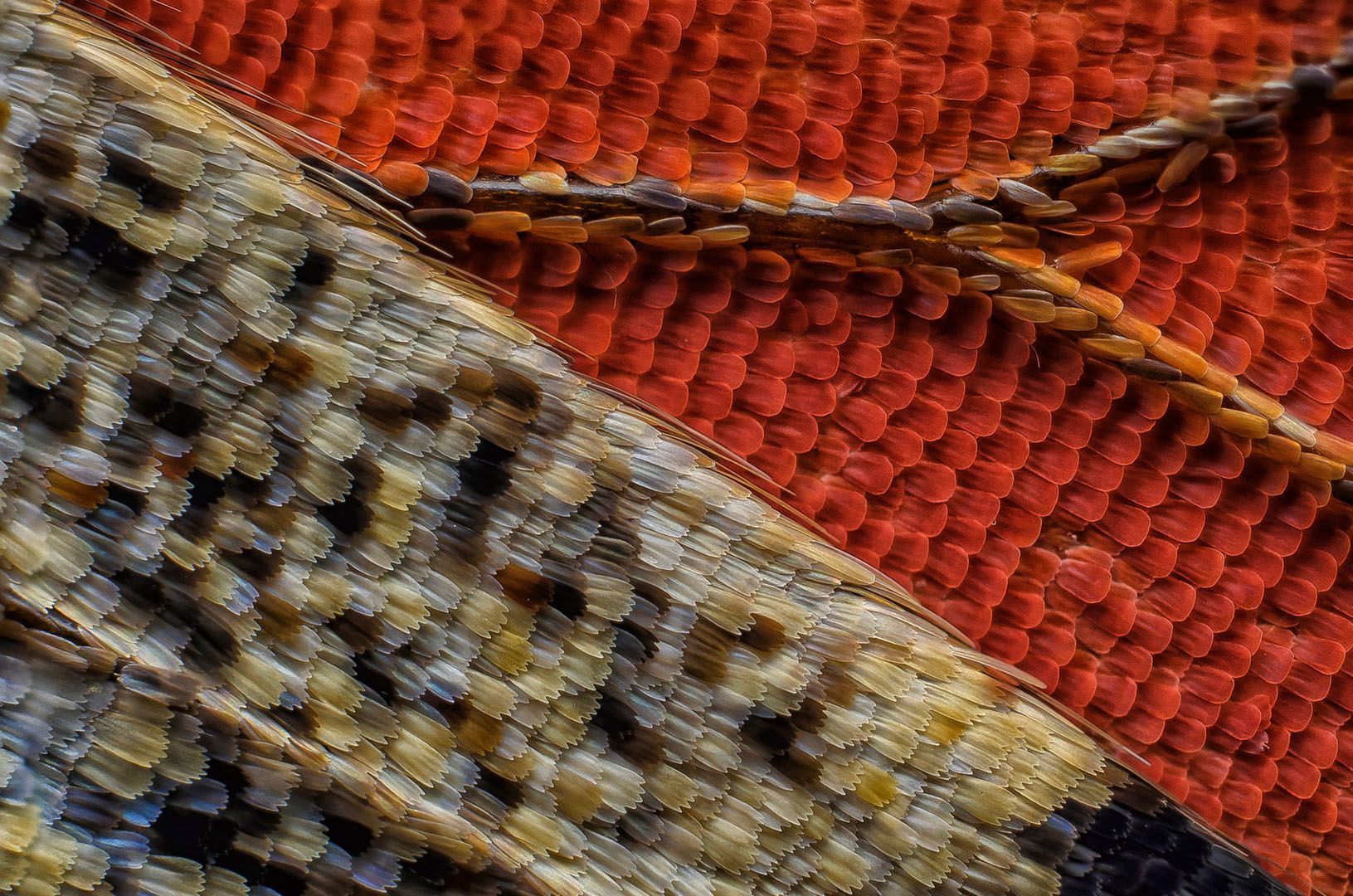 Wspaniały świat z bliska, czyli finaliści Nikon’s Small World 2016. Polacy wśród wyróżnionych 4