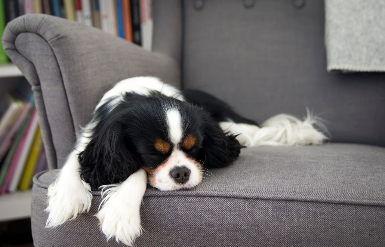 Adult dogs often sleep in the Sphinx position.