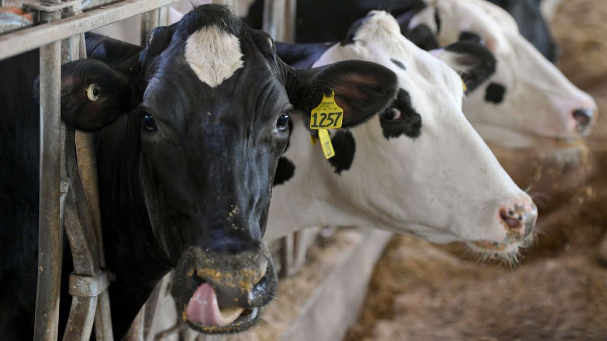 MRiRW chce uaktualnić obszary występowania choroby niebieskiego 