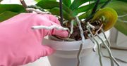 Wyciągnij z doniczki. Nagminny błąd hamuje kwitnienie