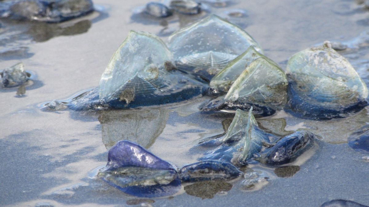 Dziwne żyjątka są obserwowane na brytyjskim wybrzeżu 