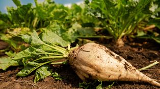 Cukrowy alarm w Europie. Polskie cukrownie też mogą to odczuć