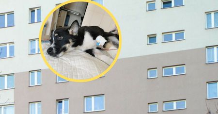 Wyrzucił szczeniaka z drugiego piętra. Zwierzę walczy o życie