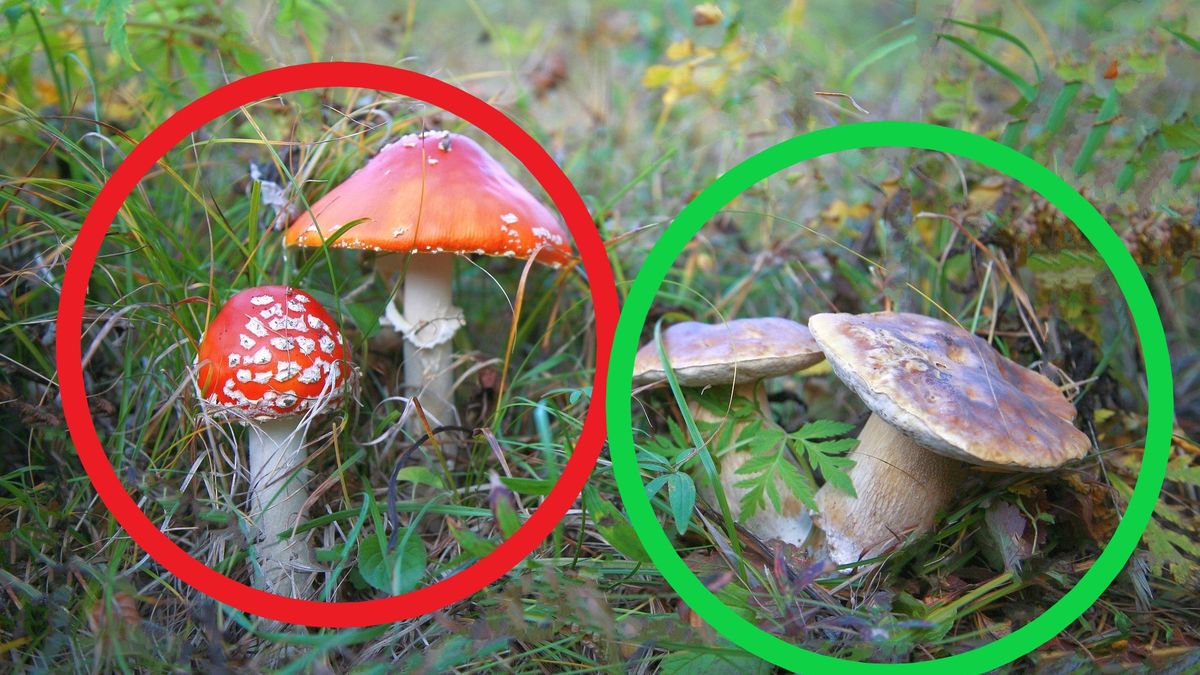 Najczęściej mylone grzyby w Polsce. Nie ryzykuj pomyłki!
