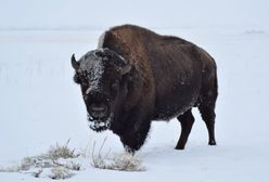 Bieszczady. Będzie eliminacja chorych żubrów. Jest zgoda