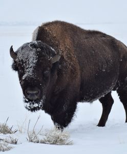 Bieszczady. Będzie eliminacja chorych żubrów. Jest zgoda