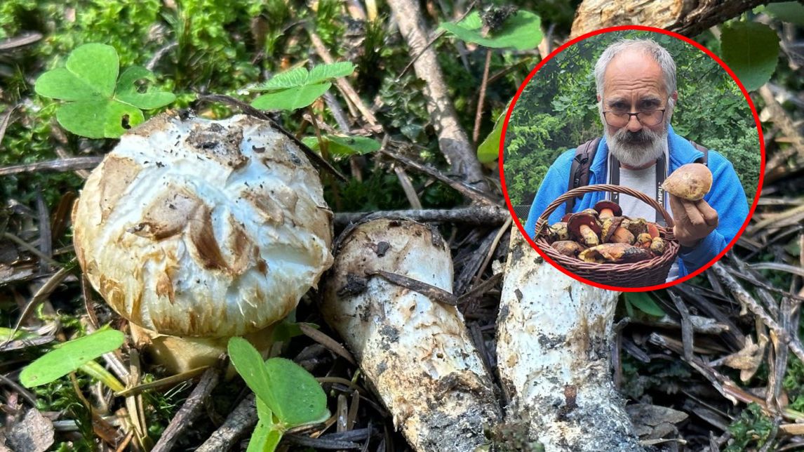 Ekspert mówi wprost: w Polsce nie można sprzedawać tych gąsek