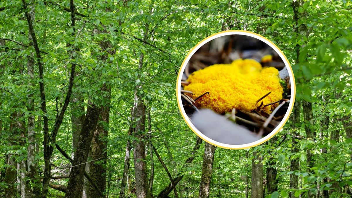 Niezwykłe odkrycie w Nadleśnictwie Dojlidy