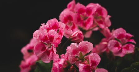 Jak przezimować pelargonie? Wypróbuj ten trik