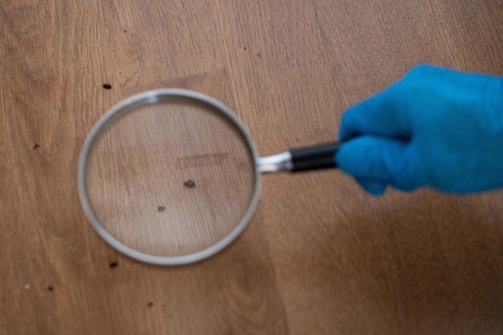 Obserwacja pluskiew podczas kontroli mieszkania