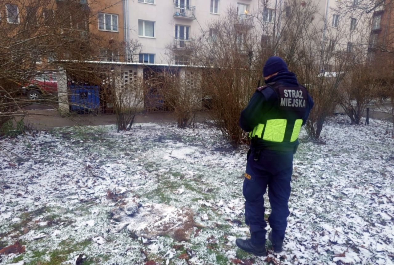 Zaskakujące odkrycie na Pradze. Łeb i skóra dzika na trawniku