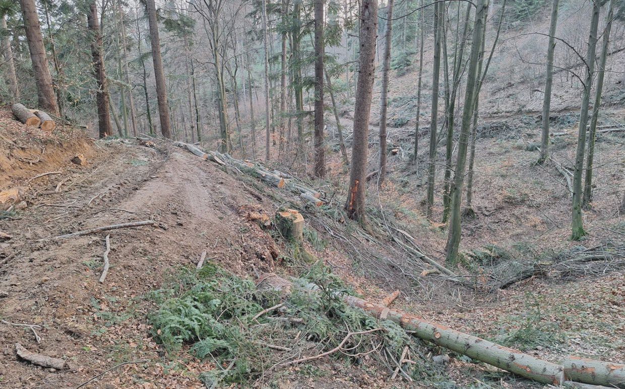 Wycinka w Górach Słonnych. Fot. J.Lenkiewicz