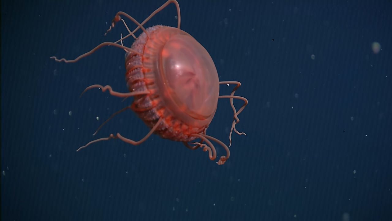 Naukowcy uchwycili nowy gatunek meduzy na filmie. Jest bardzo rzadki