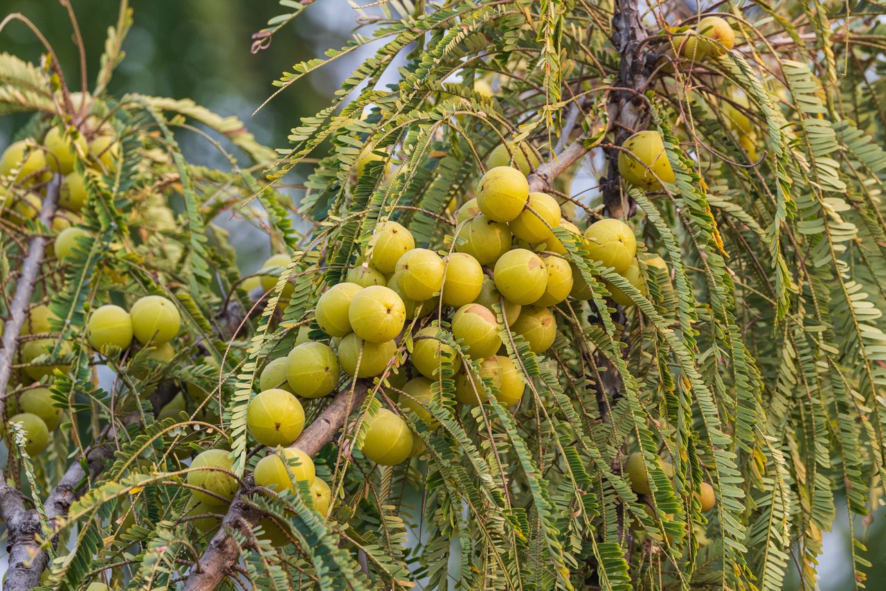 Amla