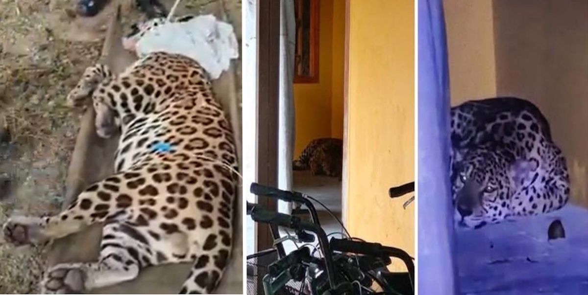 Obława na uniwersytecie. Do kampusu wdarł się jaguar