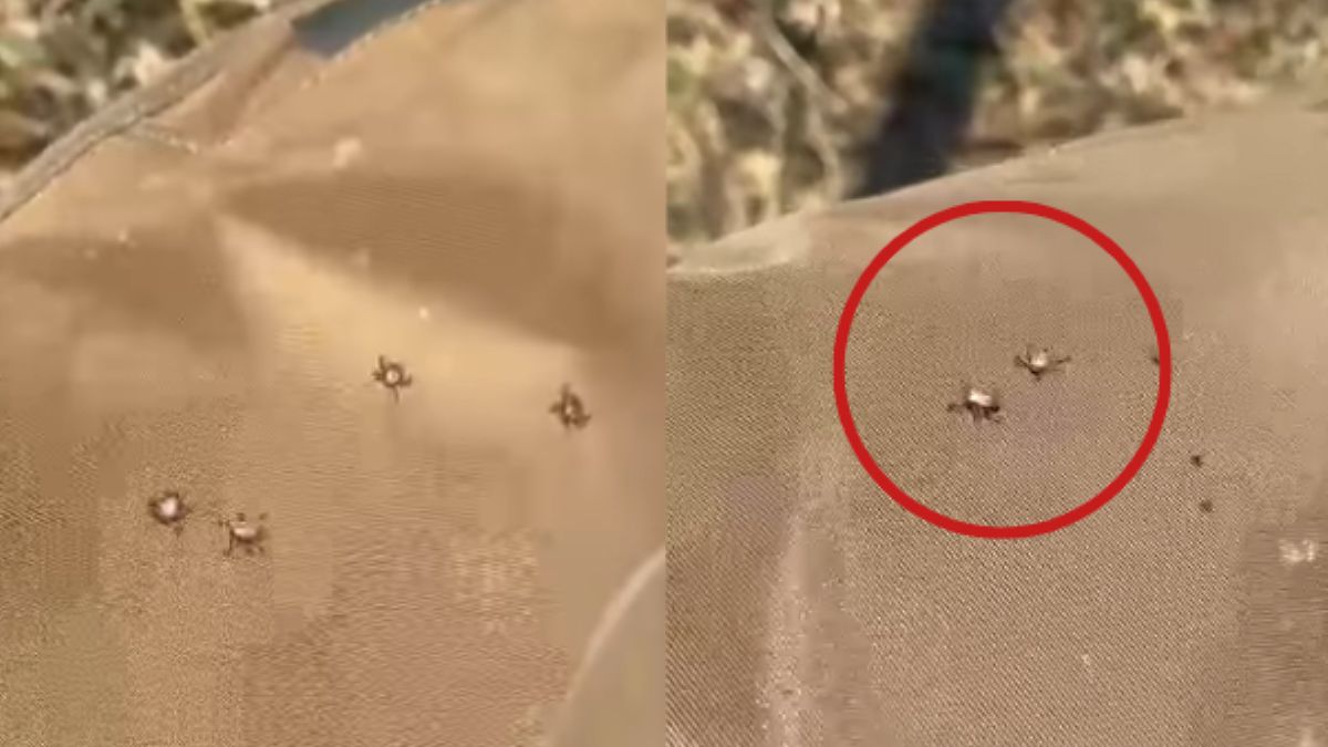 Dziesiątki kleszczy po porannym spacerze