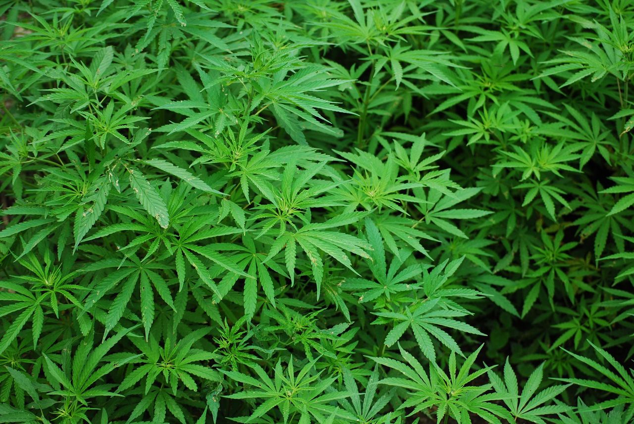 Marihuana pomoże w leczeniu koronawirusa? Zaskakujące wyniki badań