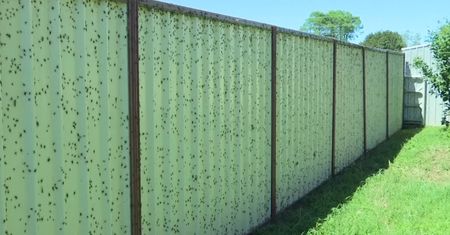 Miliony pająków uciekają przed powodzią. Niezwykłe nagranie z Australii