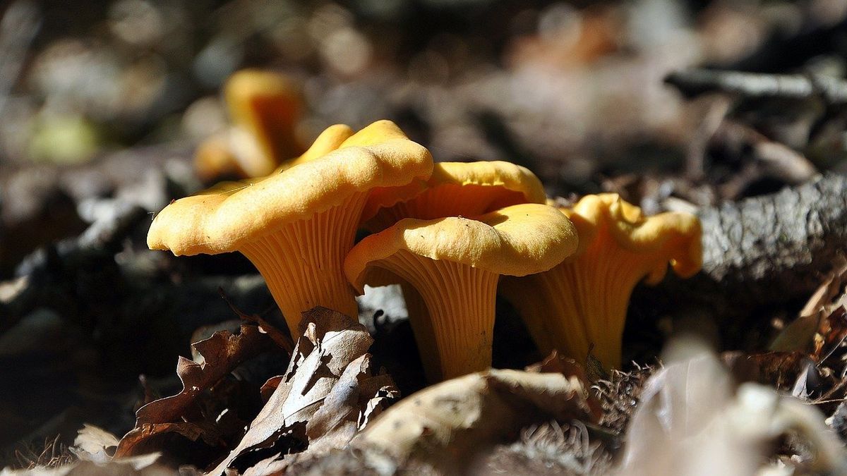 Kurka i lisówka jak je od siebie odróżnić?