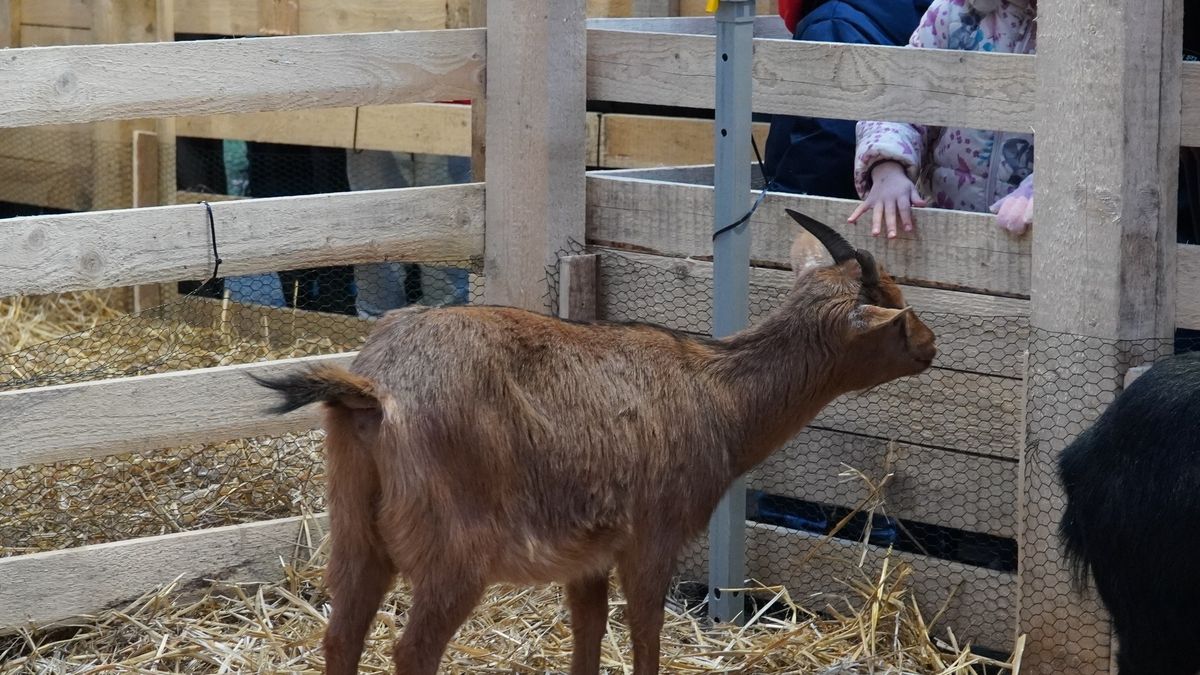 Żywa Szopka w Krakowie przyciąga tłumy