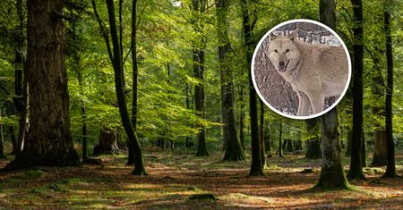 Gmina w strachu przed psowilkami. "Jedyny znany na świecie przypadek"