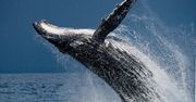 Przełomowa decyzja na Islandii. Koniec z połowem wielorybów