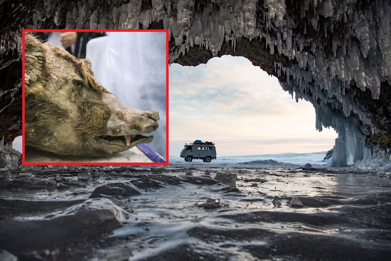 Znaleźli go na Syberii. Sensacyjna prawda o prehistorycznym szkielecie