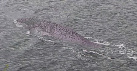 Zdjęcie z Loch Ness. Poruszenie w sieci