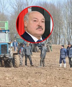 "Kamienne żniwa". Łukaszenka wysłał nawet żołnierzy