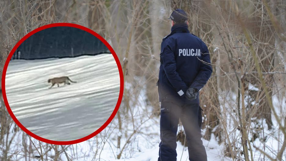 Policja sprawdziła doniesienia o tajemniczym zwierzęciu